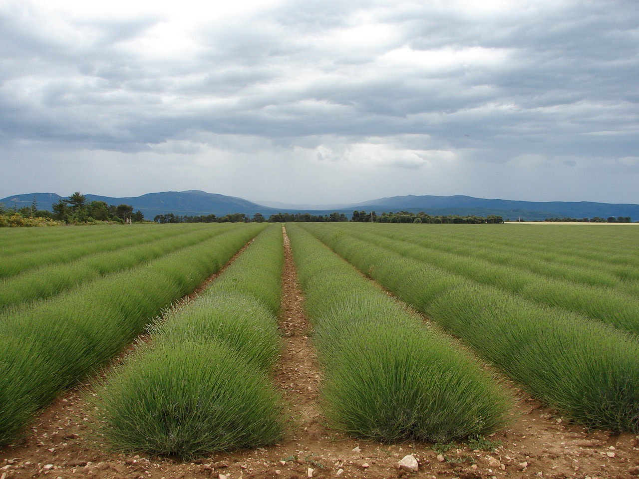 france provence lavender free photo