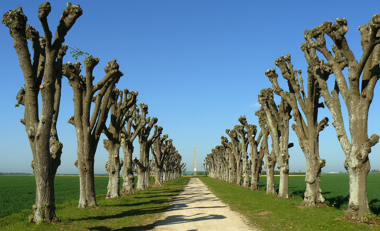 france trees cut free photo