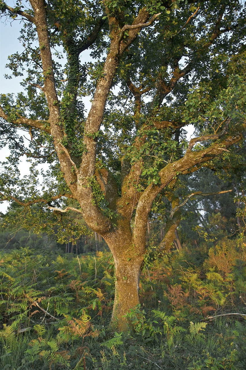 france trees oak free photo