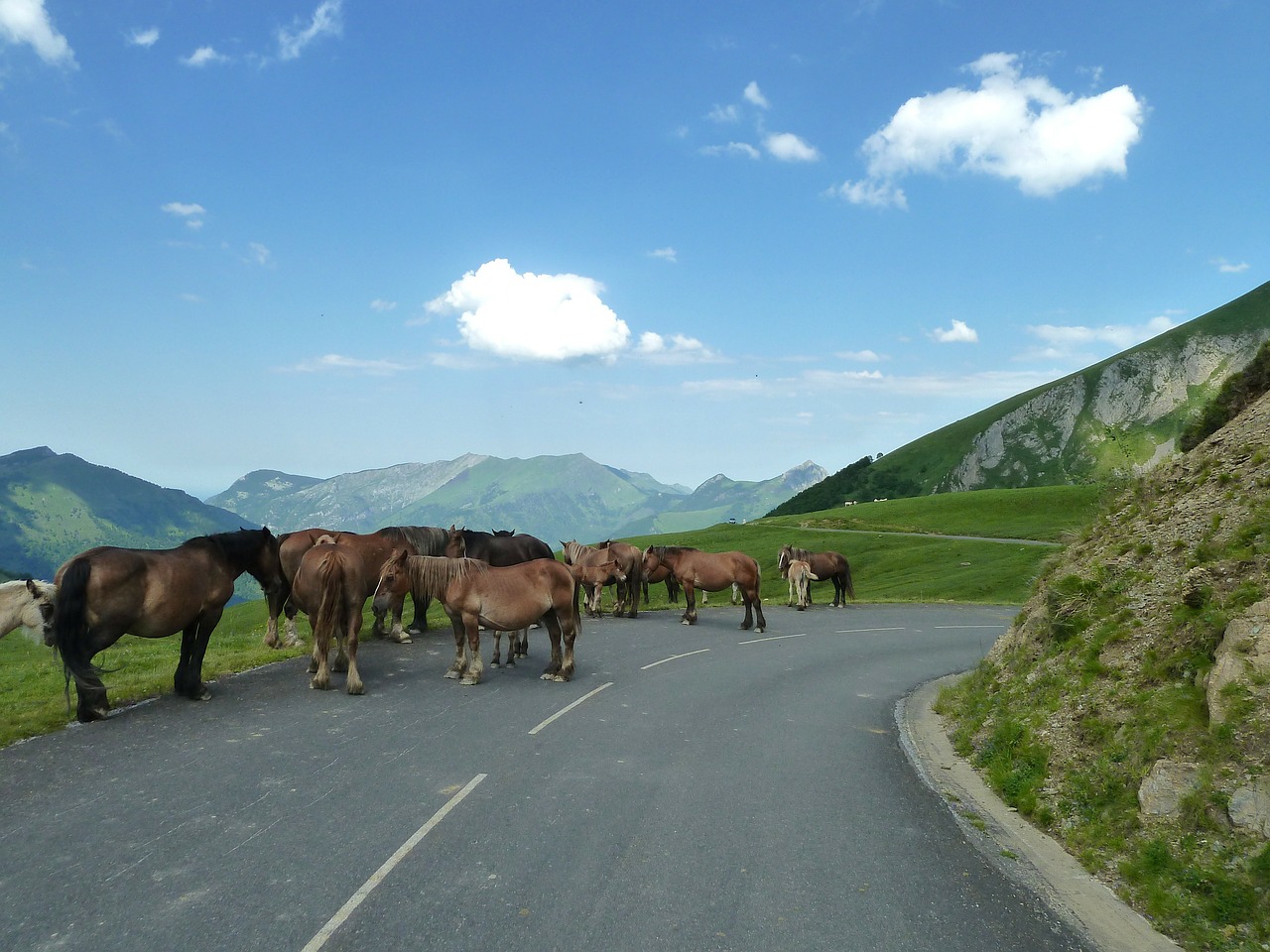 france road horses free photo