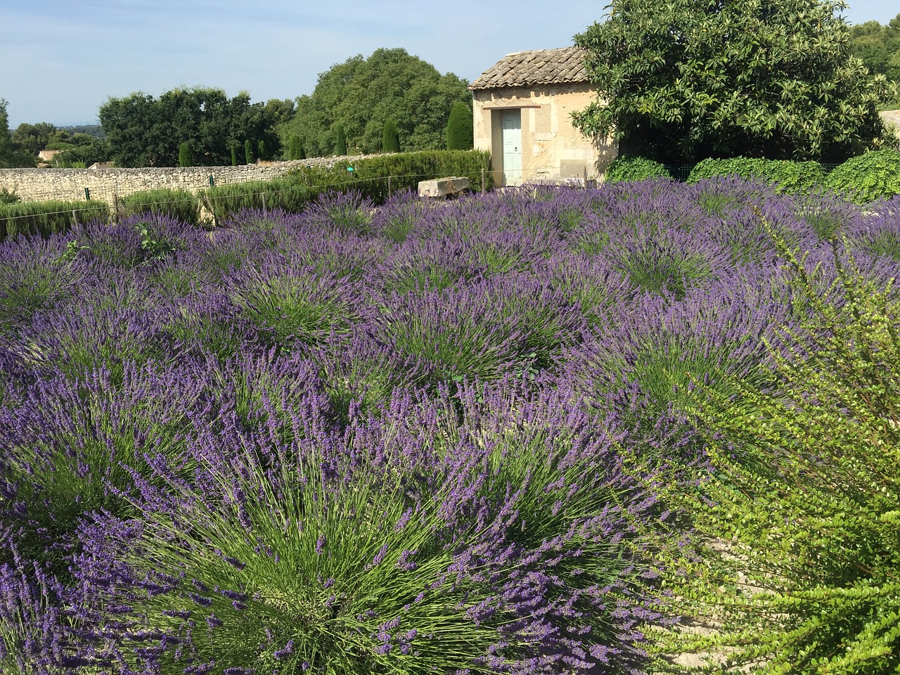 france lavender fields lavender free photo