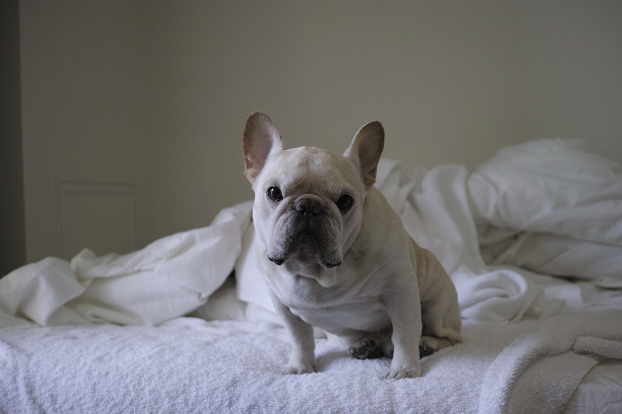 dog cute french bulldog free photo