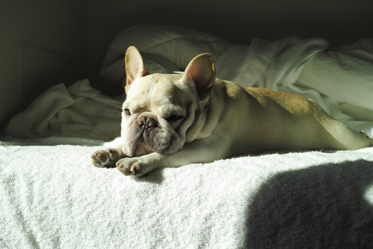 dog cute french bulldog free photo