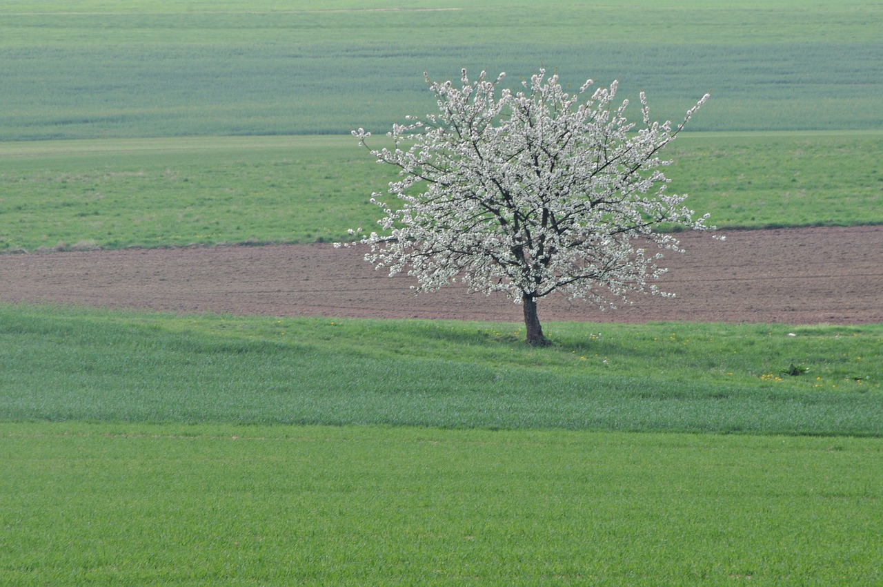 franconian switzerland  cherry blossom  spring free photo