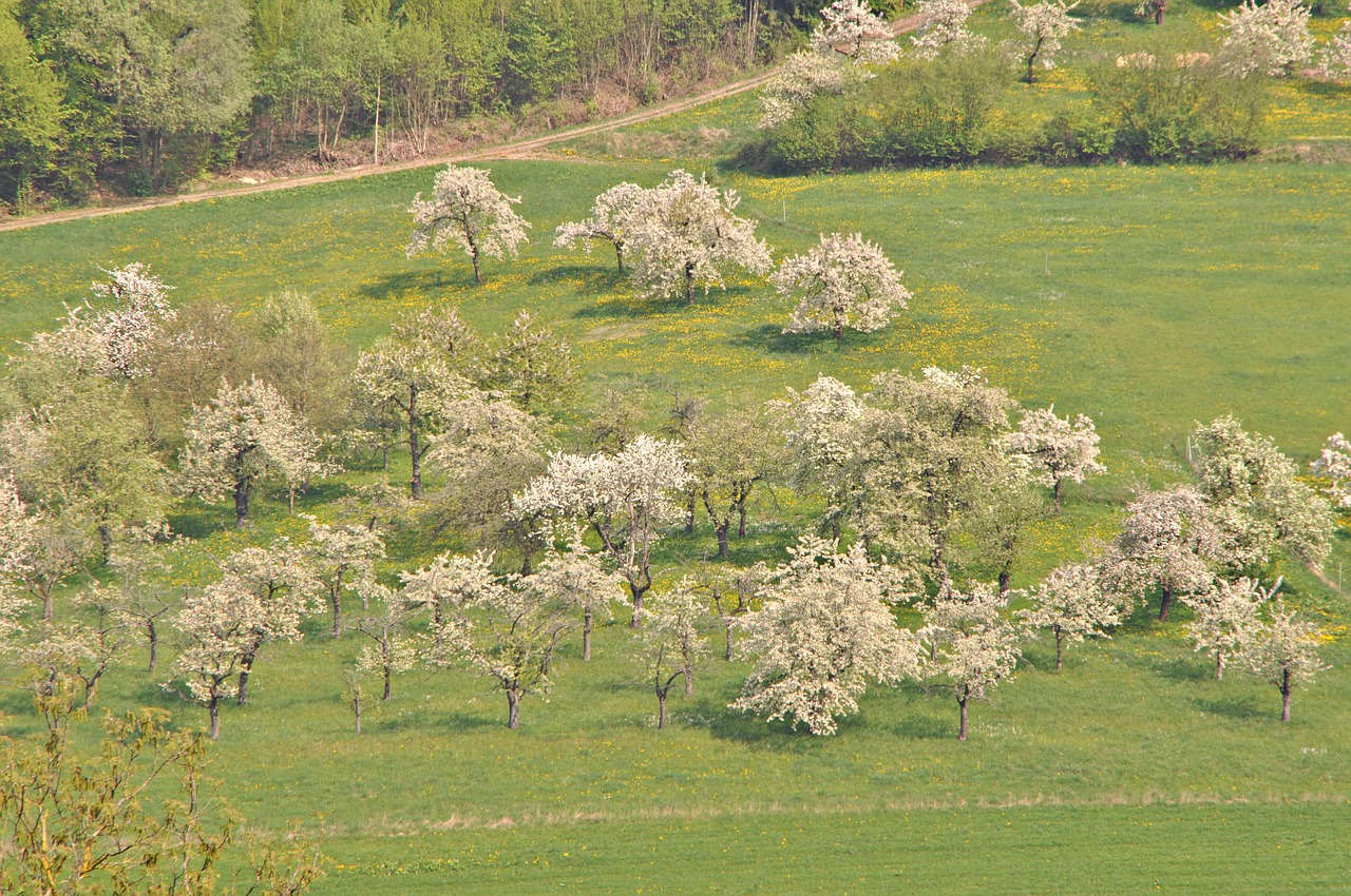 franconian switzerland  cherry blossom  spring free photo