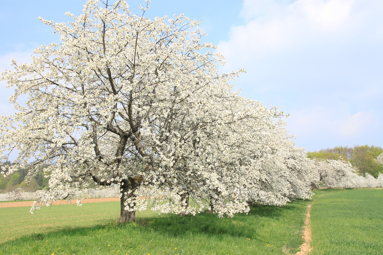 franconian switzerland  spring  cherry blossom free photo