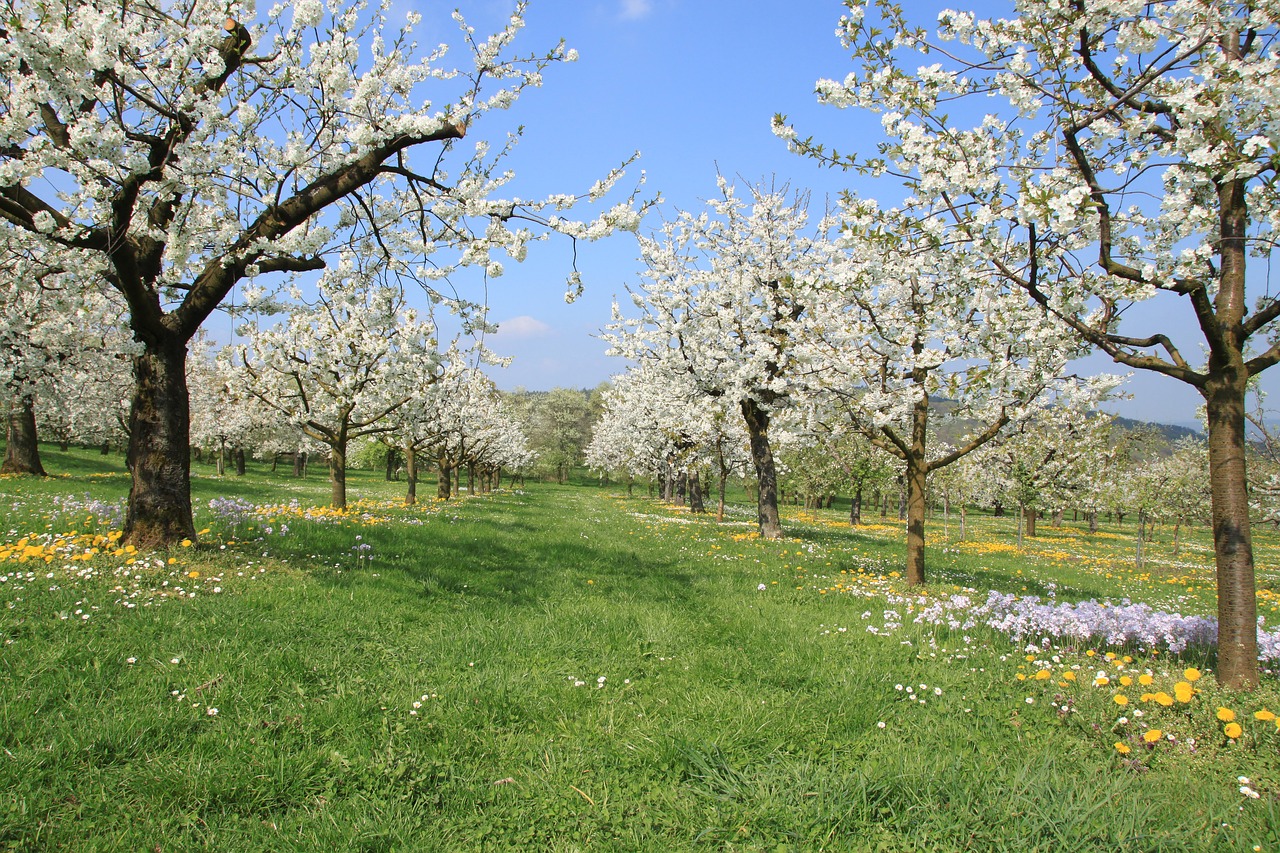 franconian switzerland  spring  cherry blossom free photo