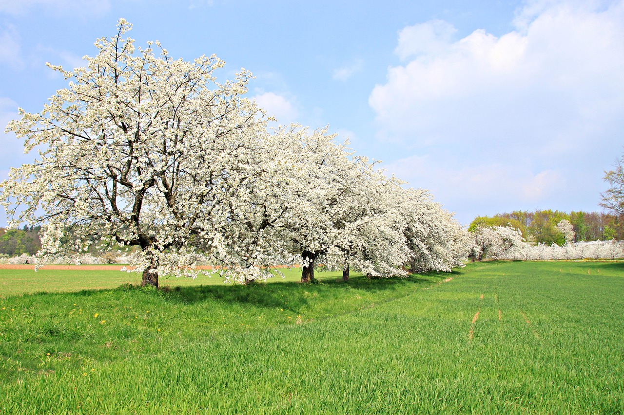 franconian switzerland  spring  cherry blossom free photo