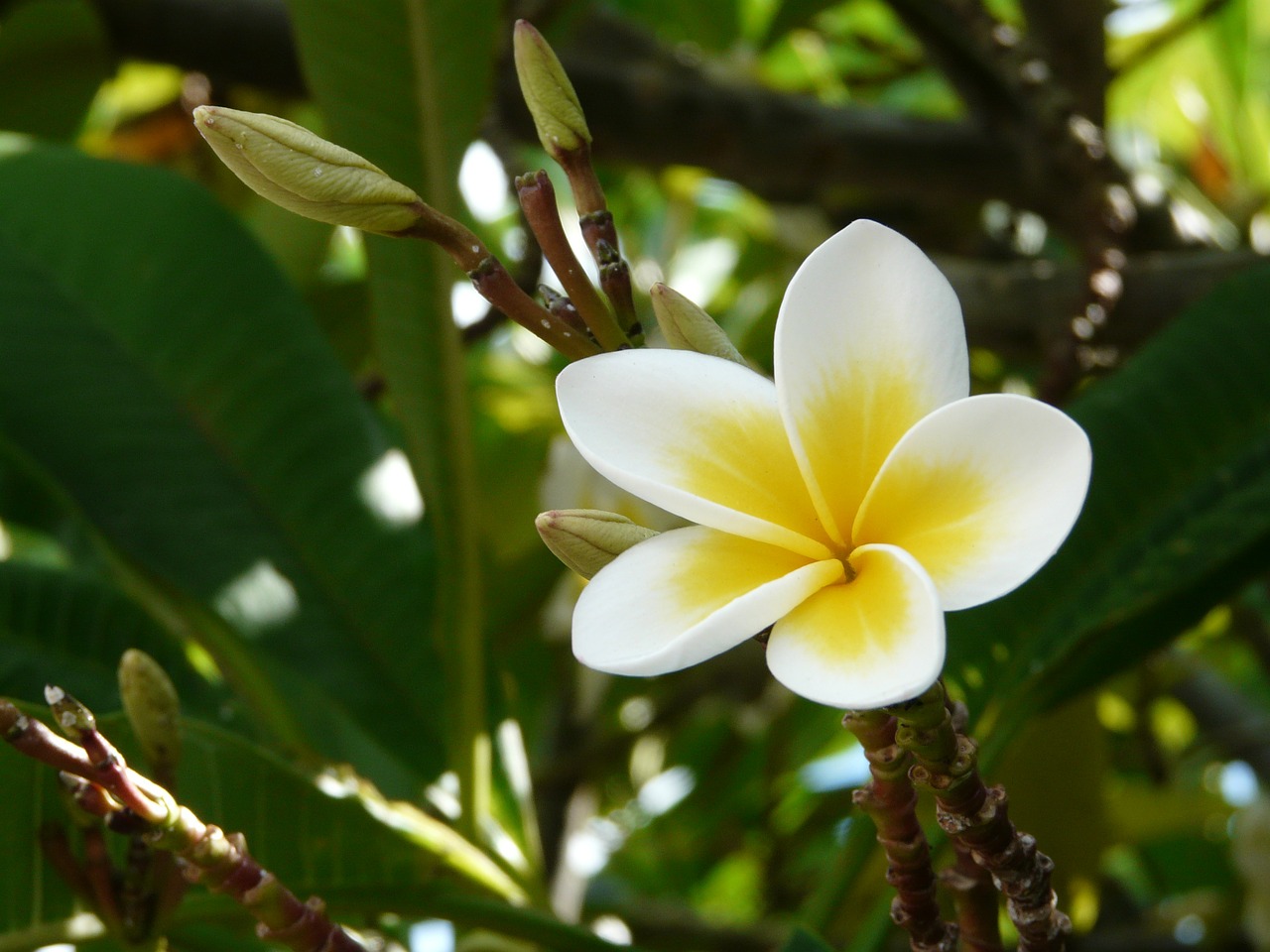 frangipani mauritius plumeria free photo