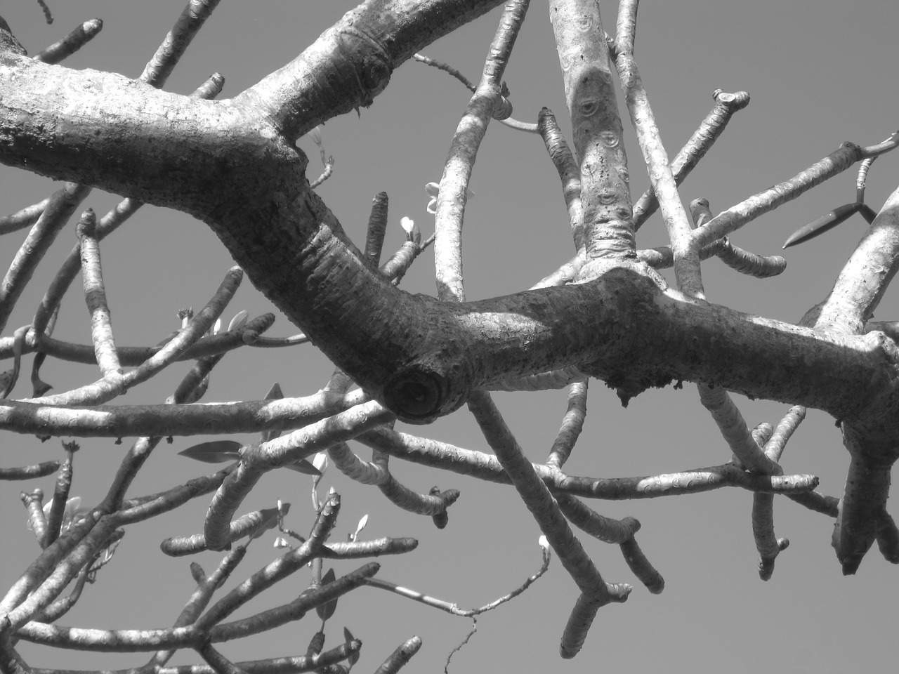 frangipani tree tropical free photo
