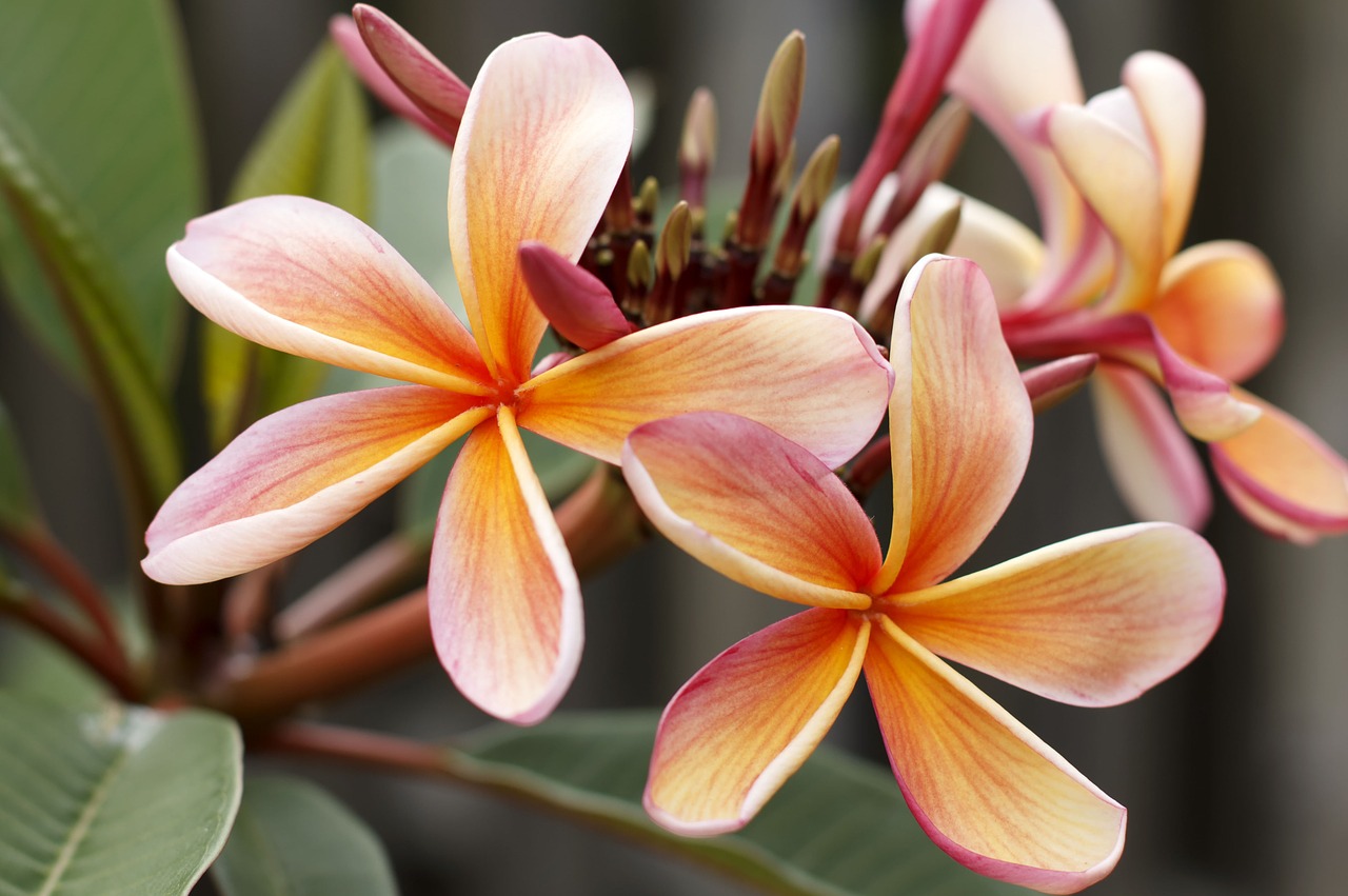 frangipani plumeria blossom free photo