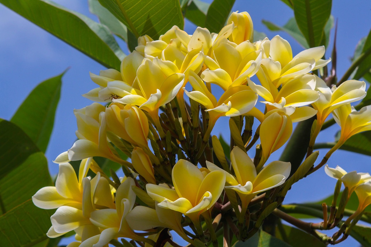 frangipani pomelia yellow plumeria free photo