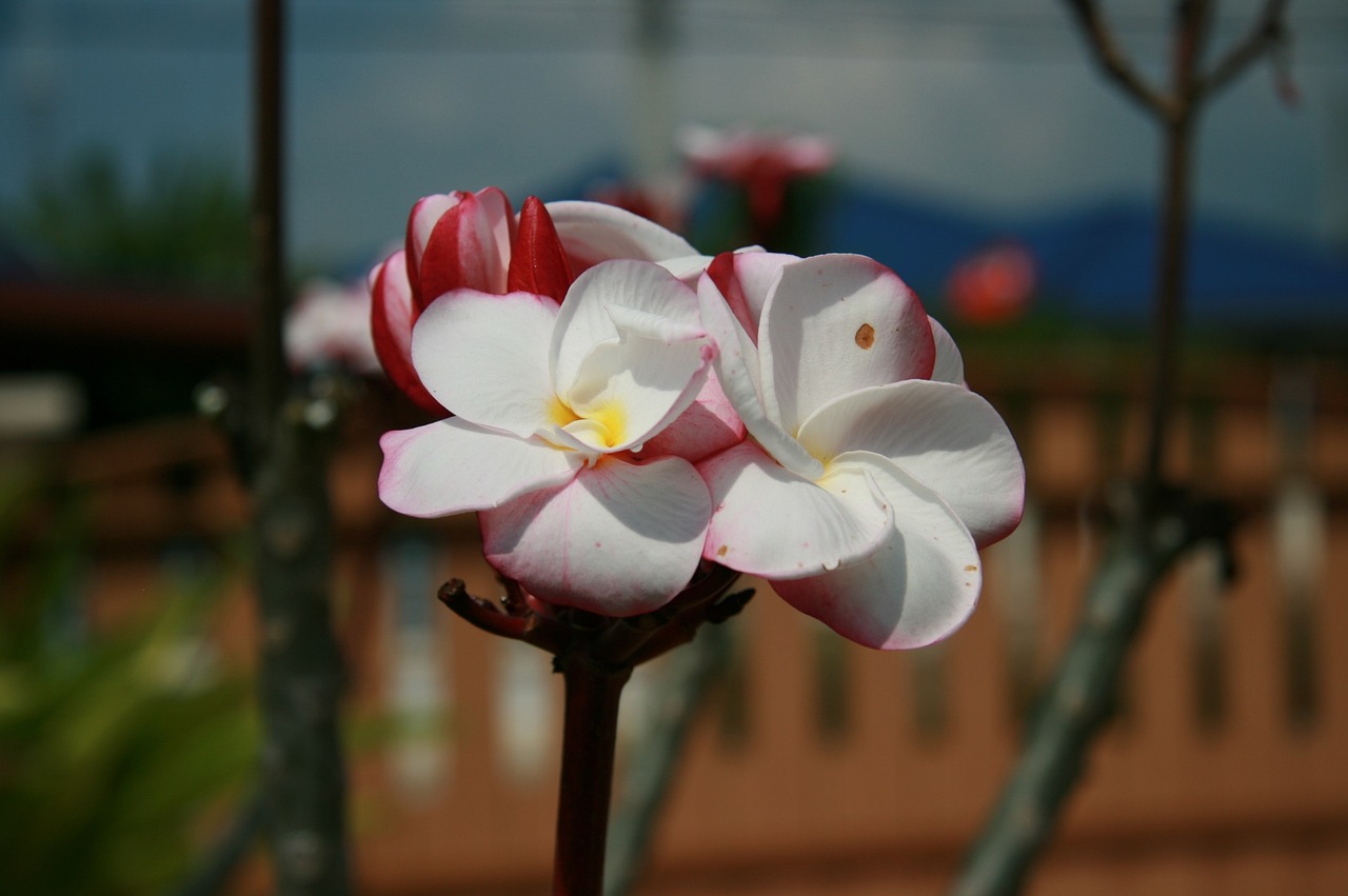 frangipani flowers more information free photo