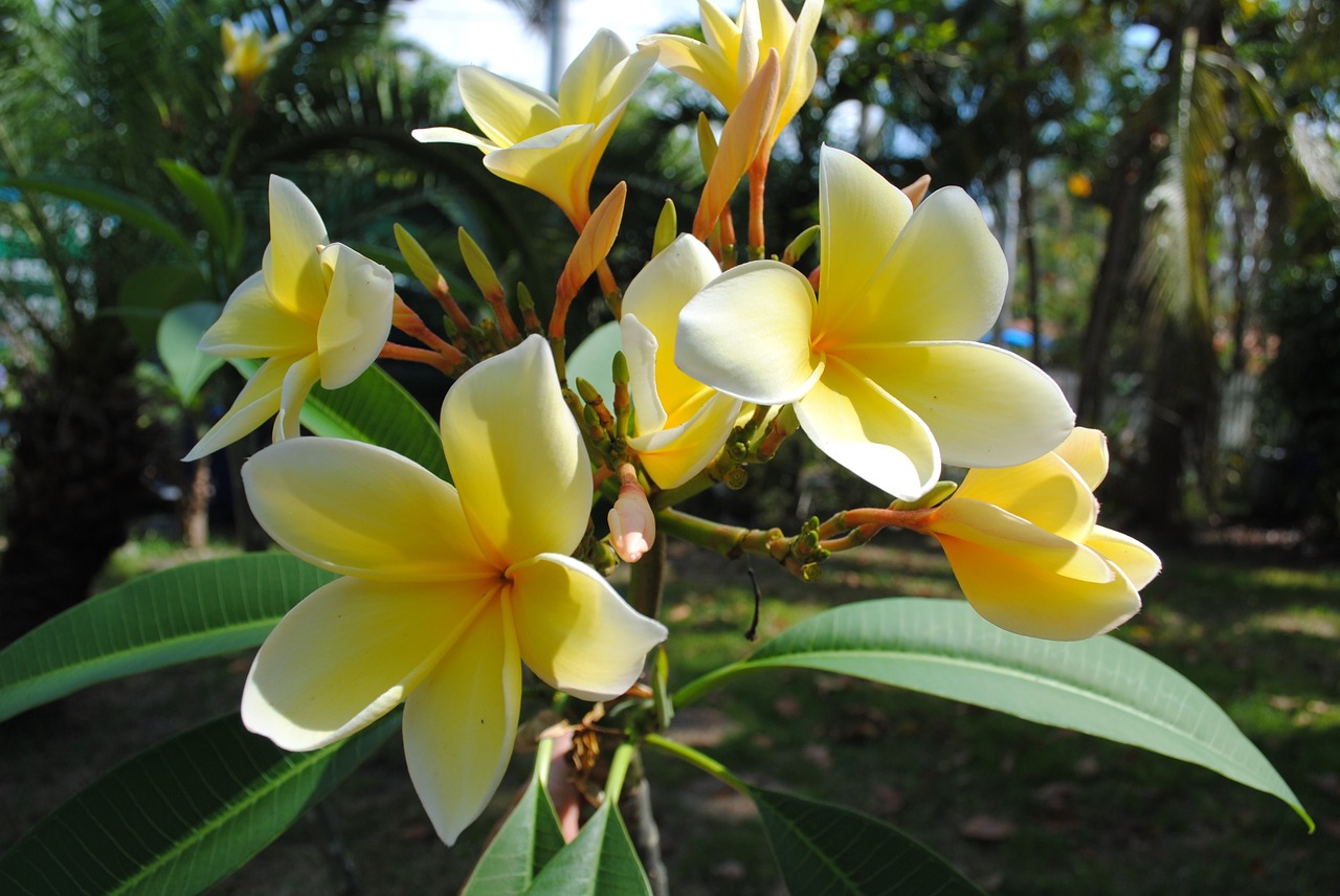 frangipani plumeria yellow free photo