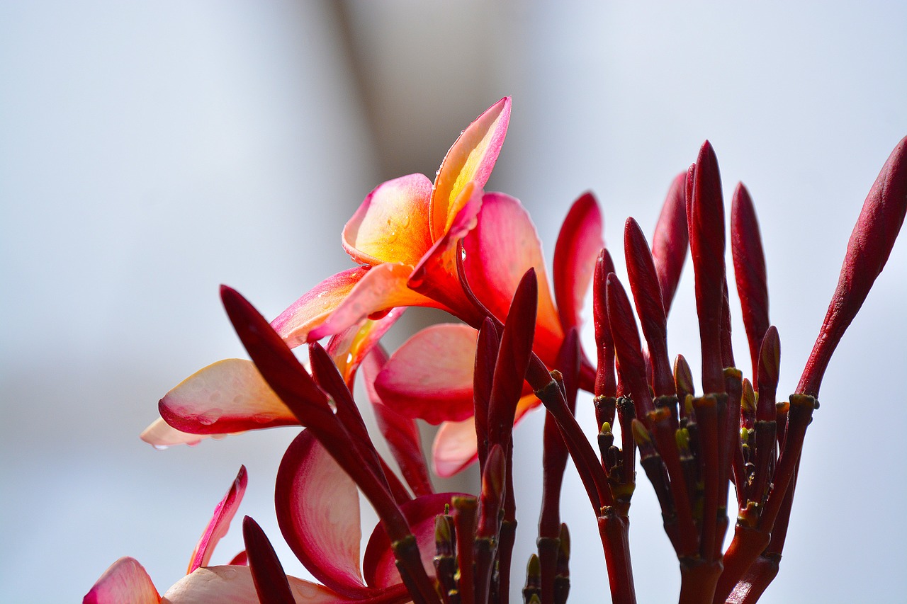 frangipani flower nature free photo