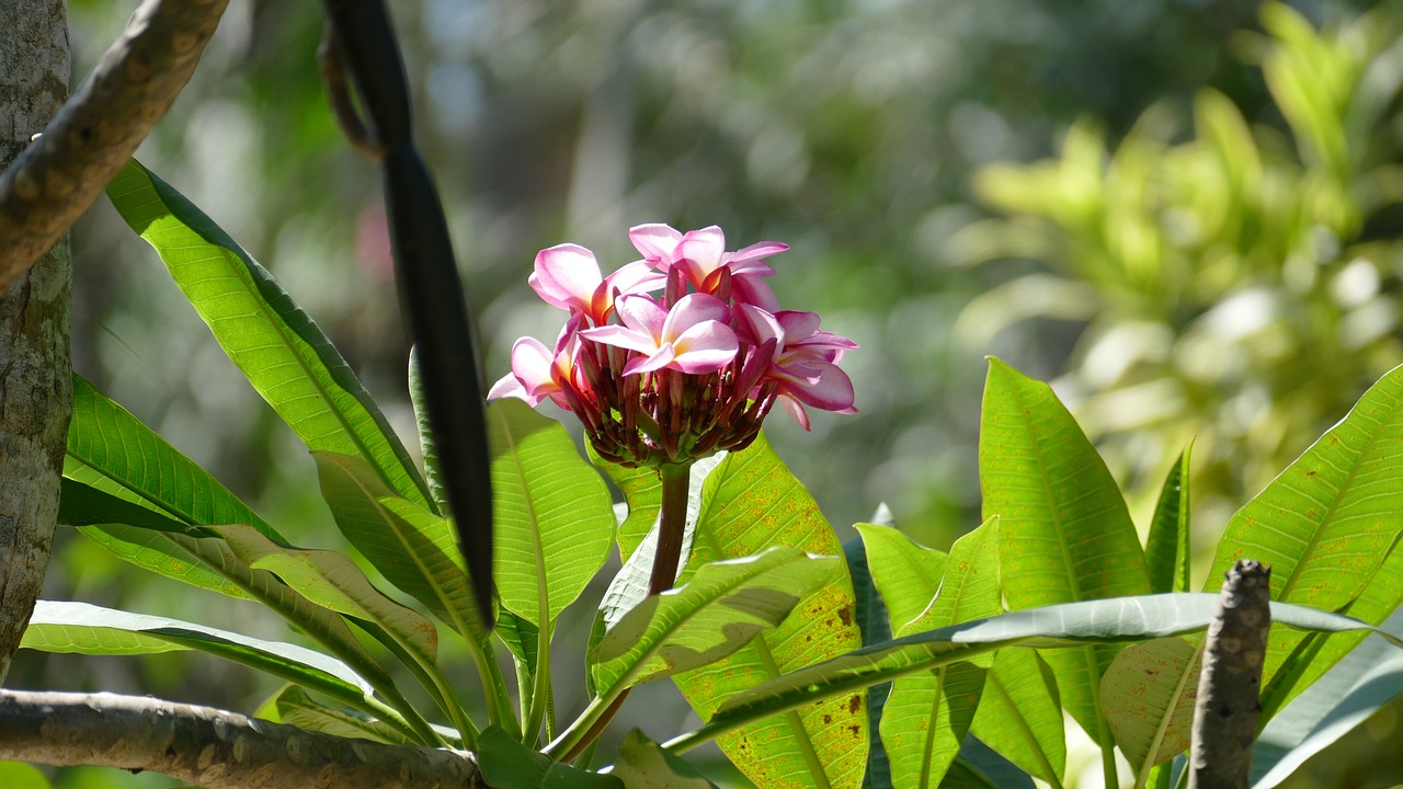 frangipani bush nature free photo