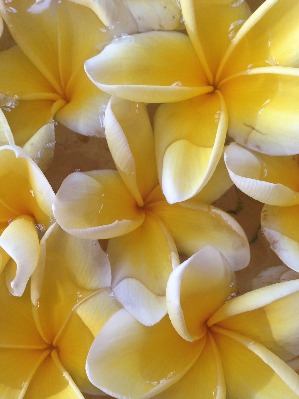 frangipani white bali free photo