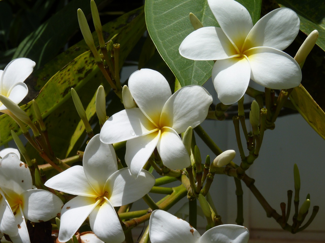 frangipani may flower white flower free photo