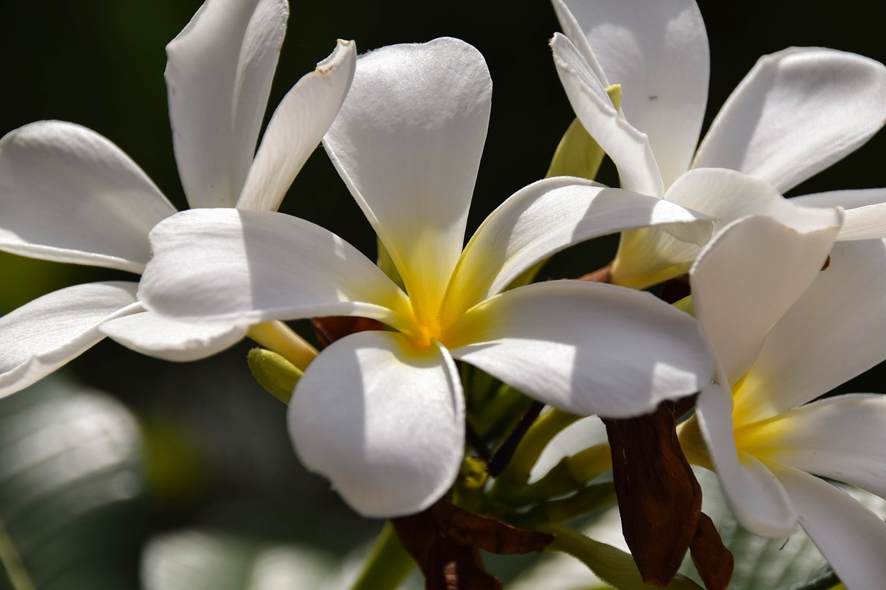 frangipani plumeria indonesia free photo