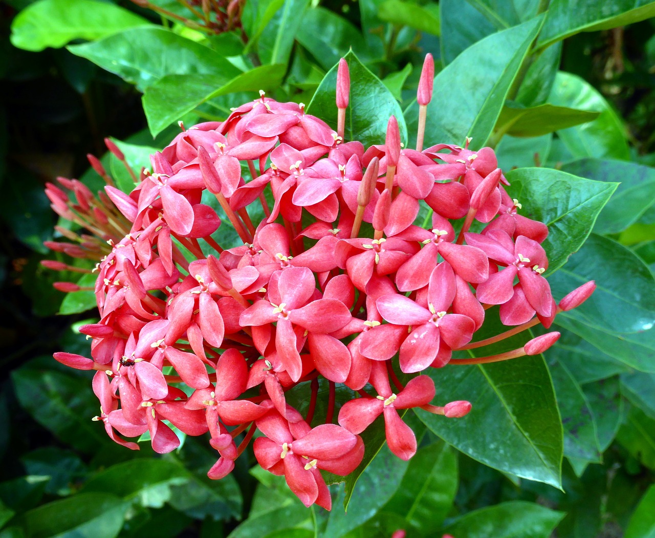 frangipani plumeria rubra temple plant free photo