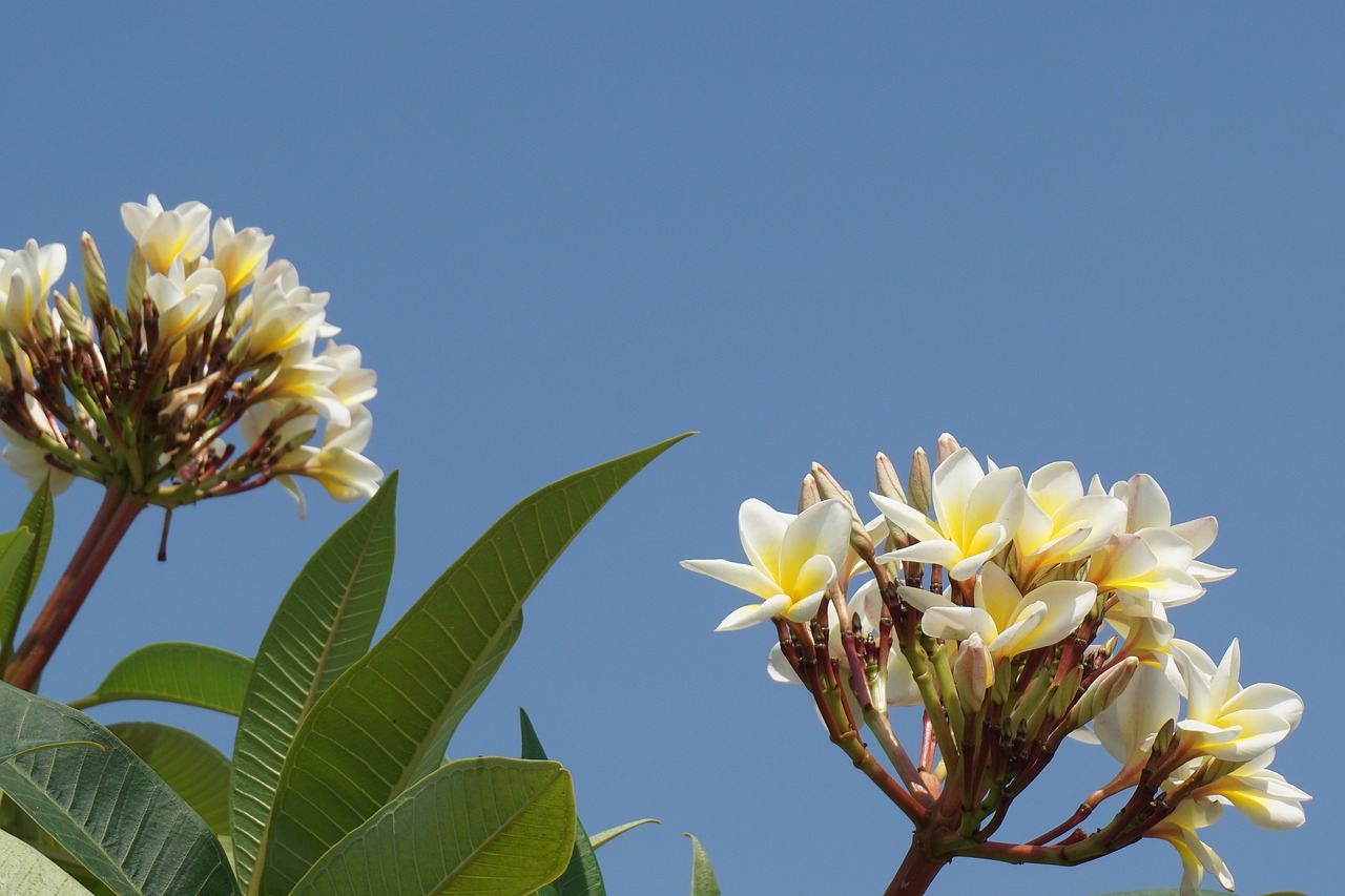 frangipani champa laos white flowers free photo