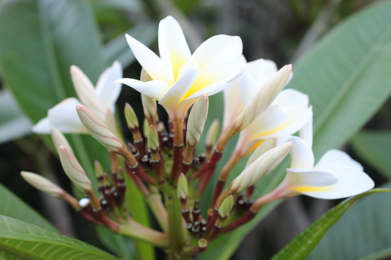 frangipani plumeria flower free photo