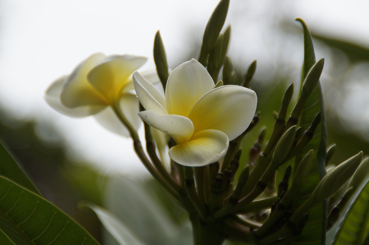 frangipani tree plumeria free photo