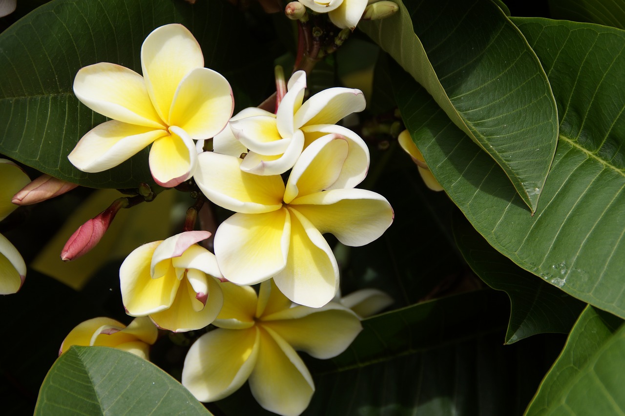 frangipani temple tree plumeria free photo