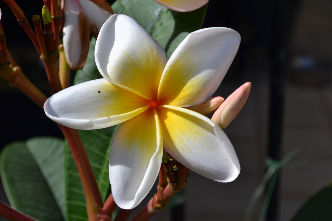 frangipani flower plants free photo