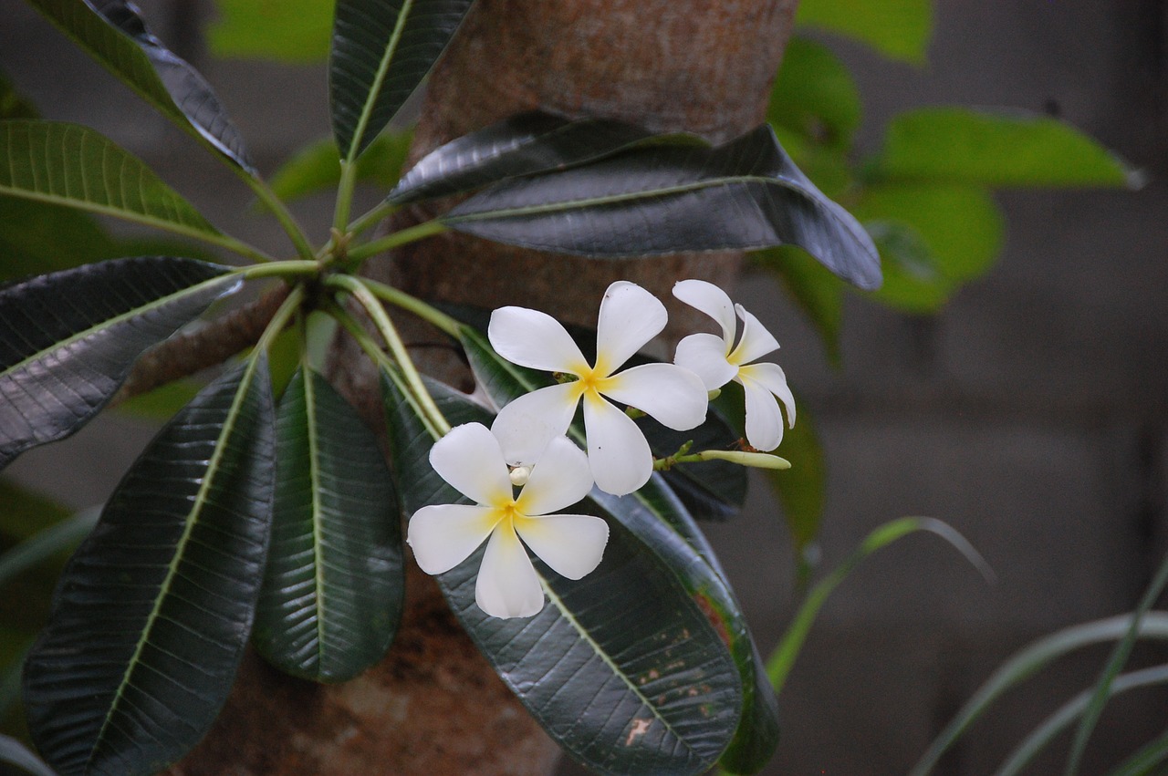 frangipani flowers pretty free photo