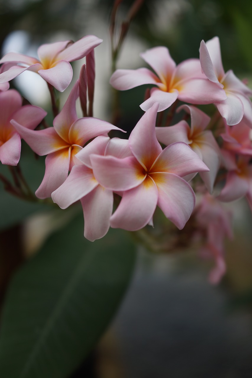 frangipani blossom blooming free photo