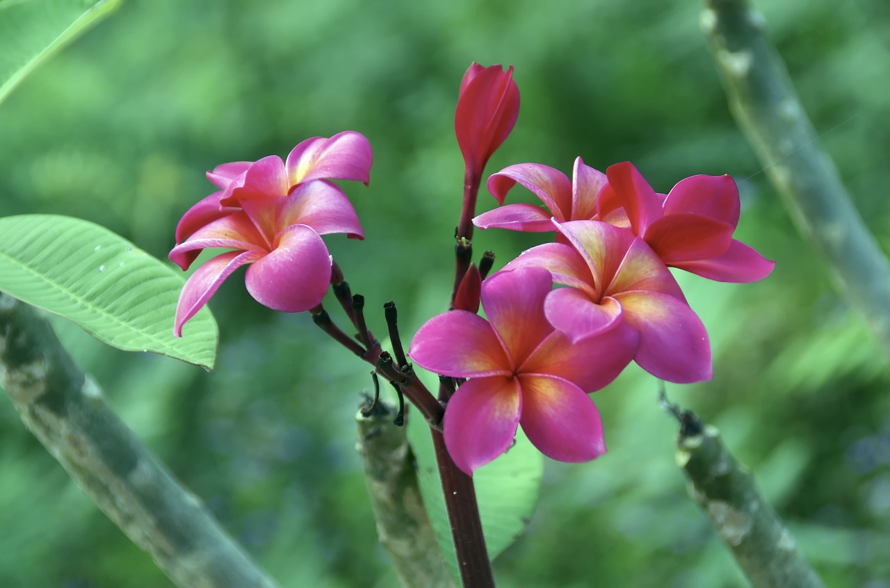 frangipani flowers roses free photo