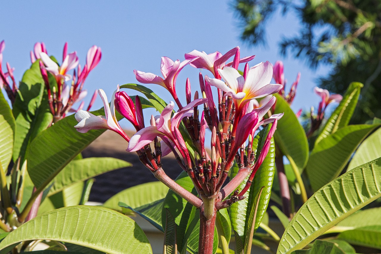 frangipani flower bloom free photo