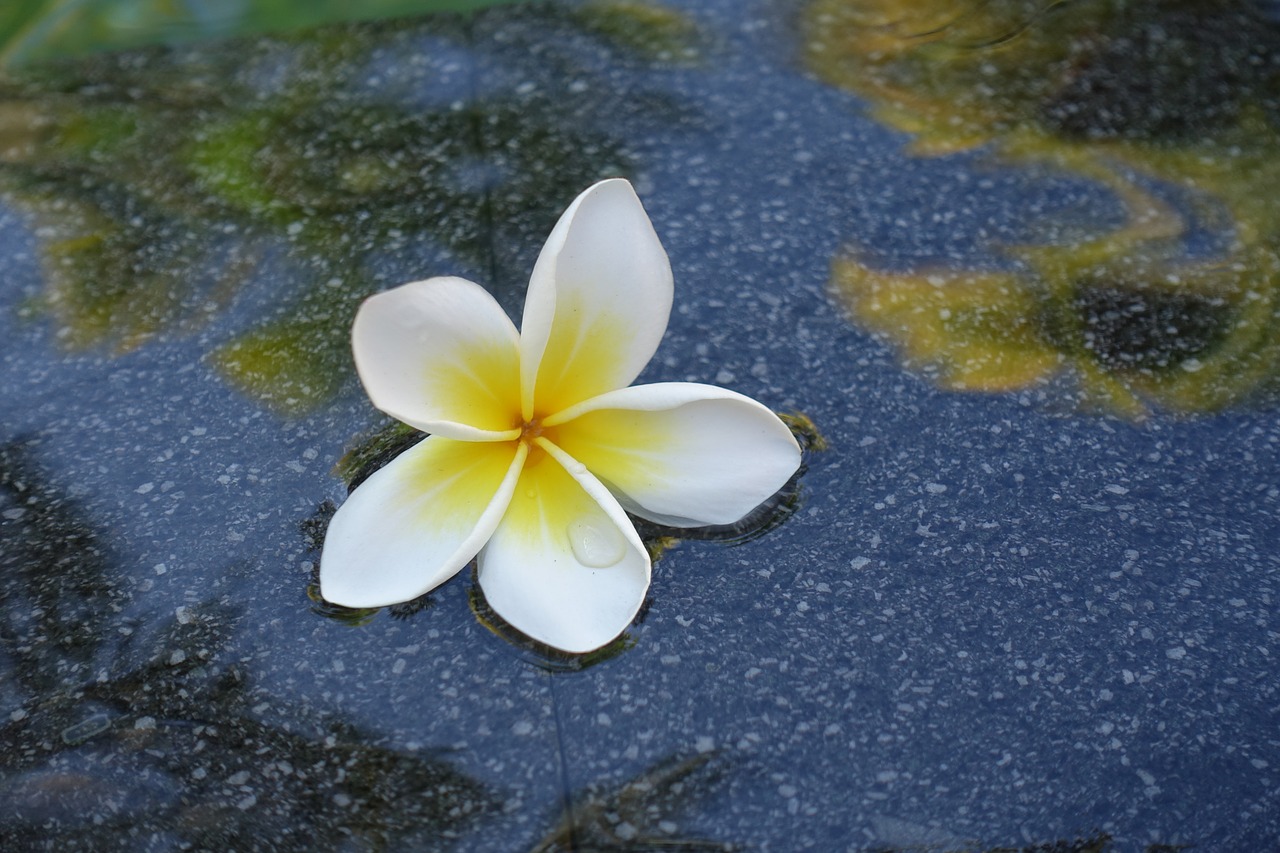 frangipani bali blossom free photo