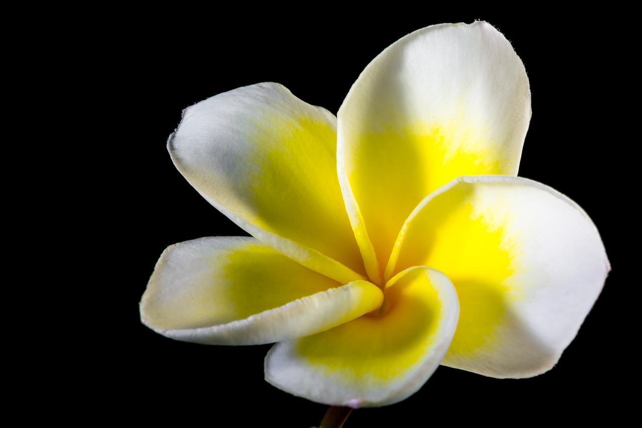frangipani plumeria flower free photo