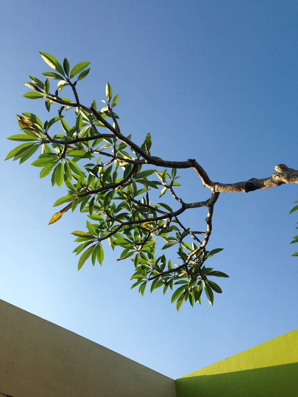 frangipani tree sky free photo