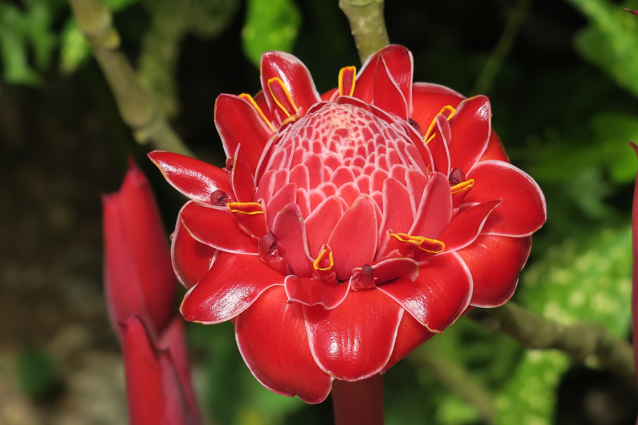 frangipani  red  blossom free photo