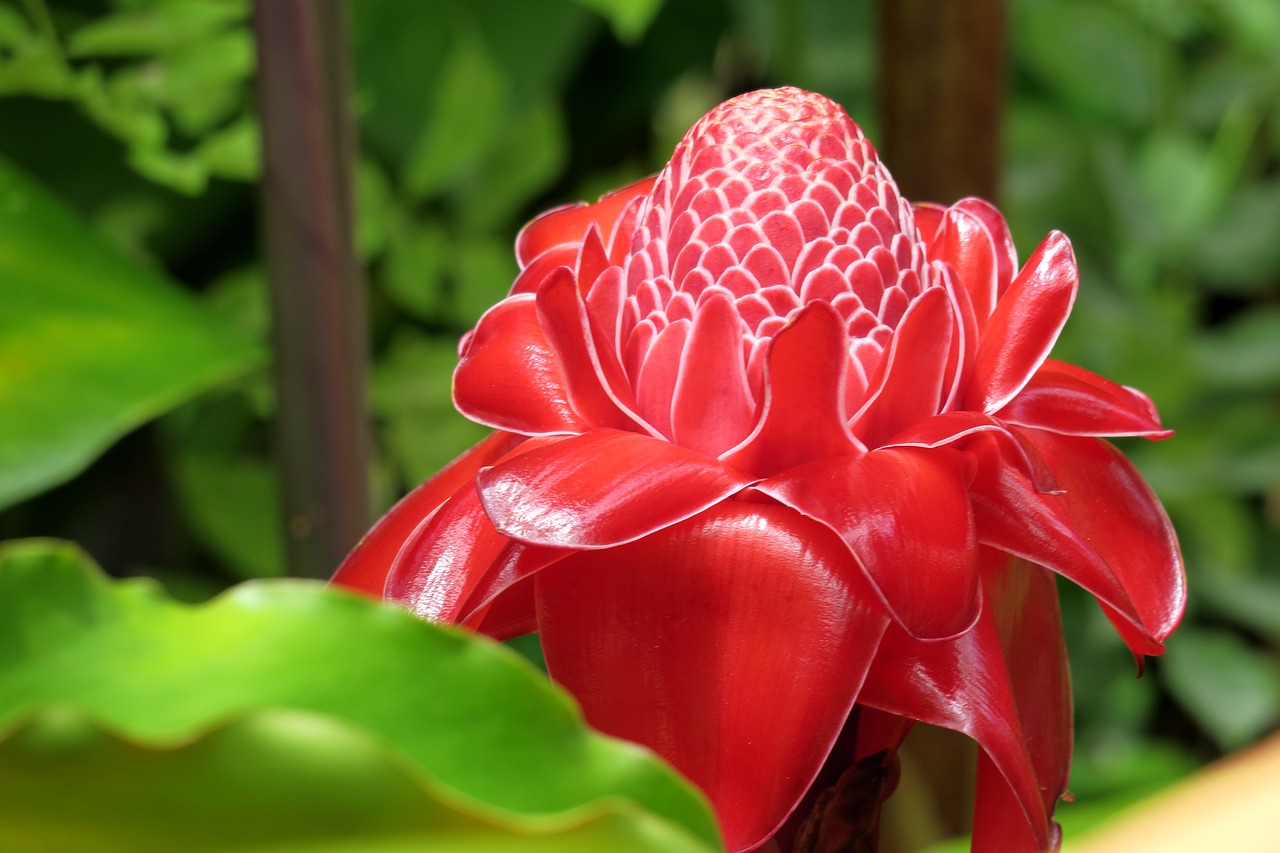 frangipani  blossom  bloom free photo