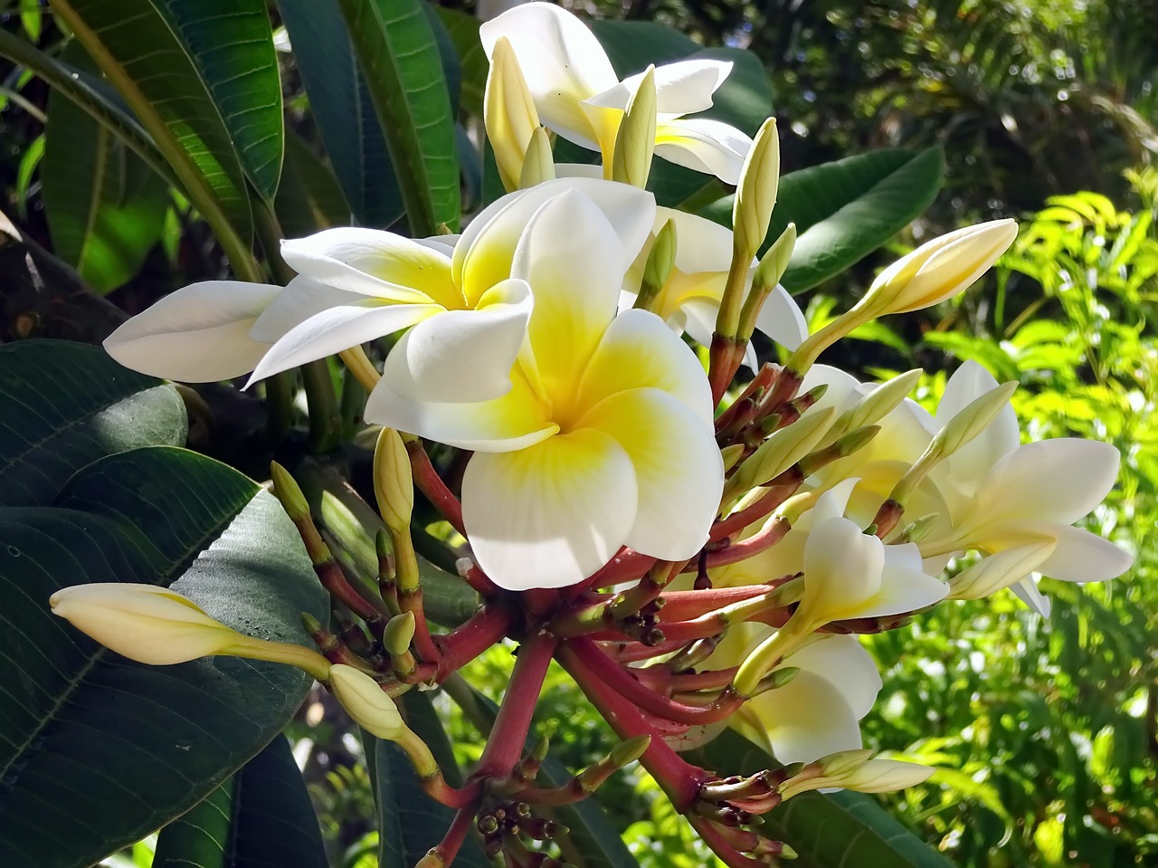 frangipani  flower  cream free photo