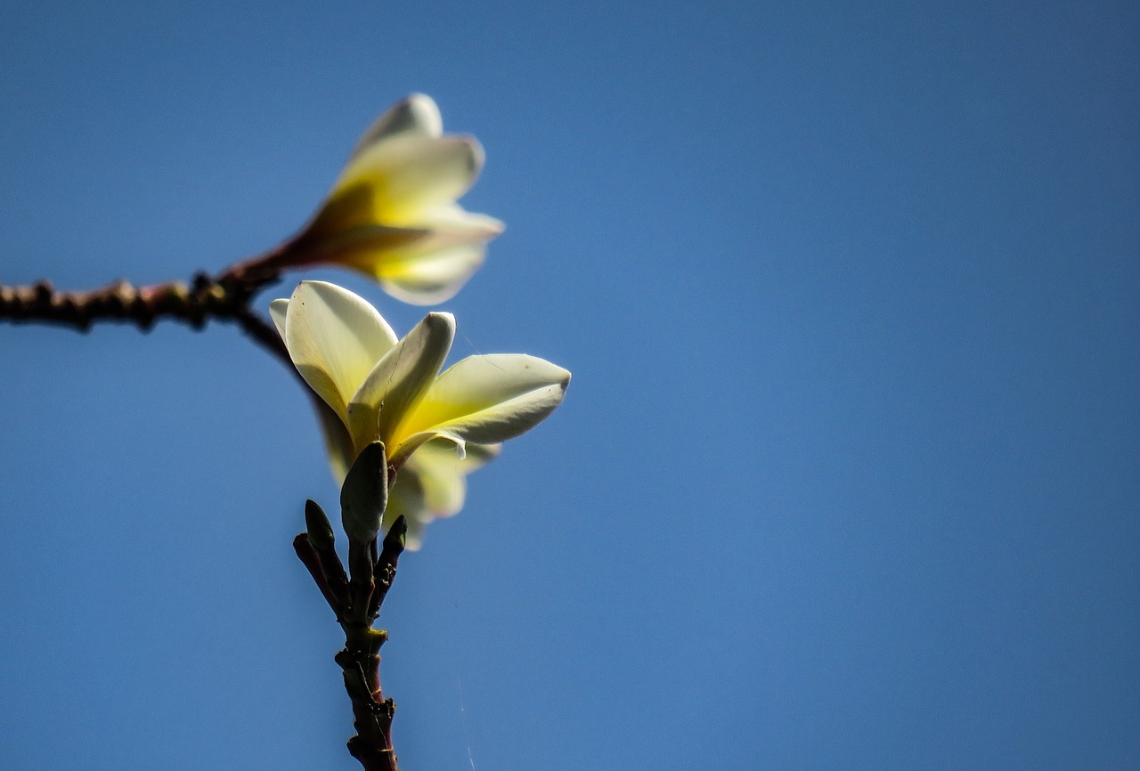 frangipani  plumeria  flower free photo