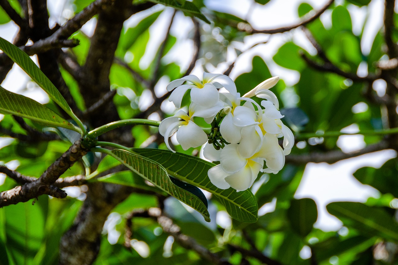 frangipani  flower  white free photo