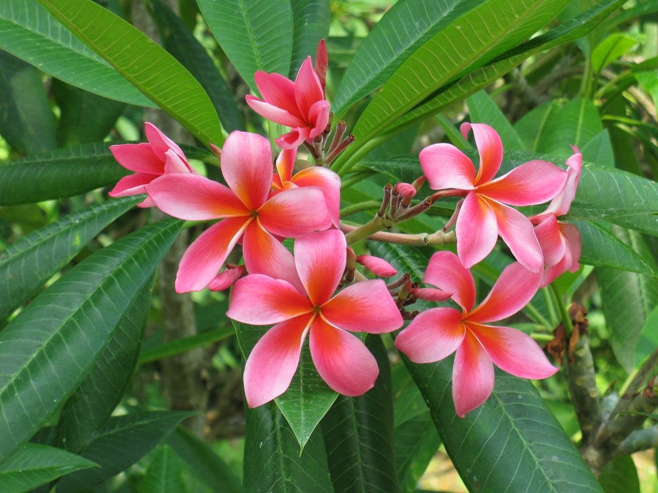 frangipani flower tropical free photo