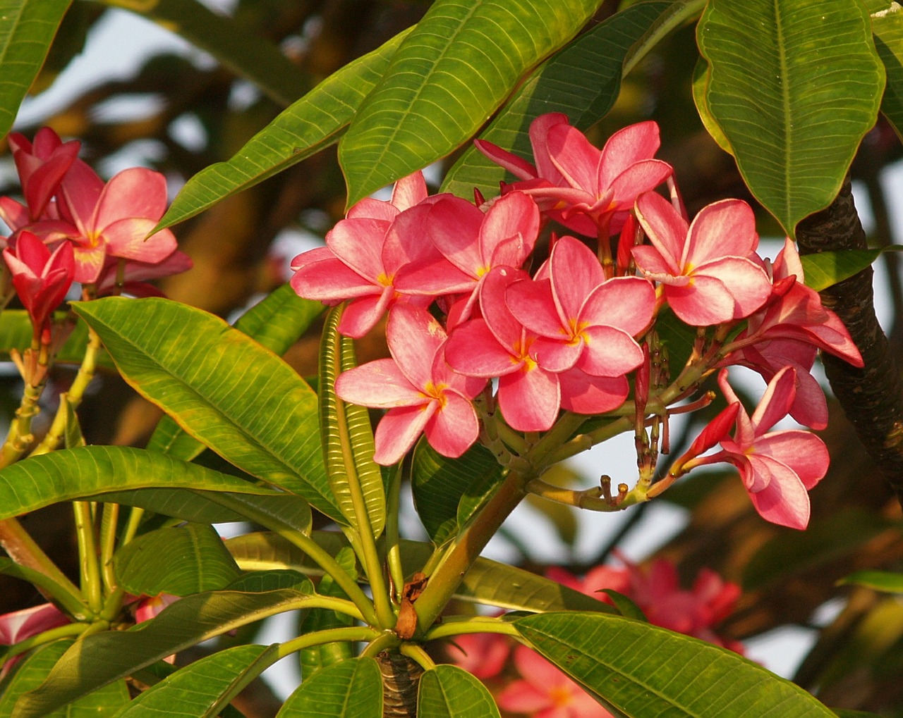 frangipani flowers pink free photo