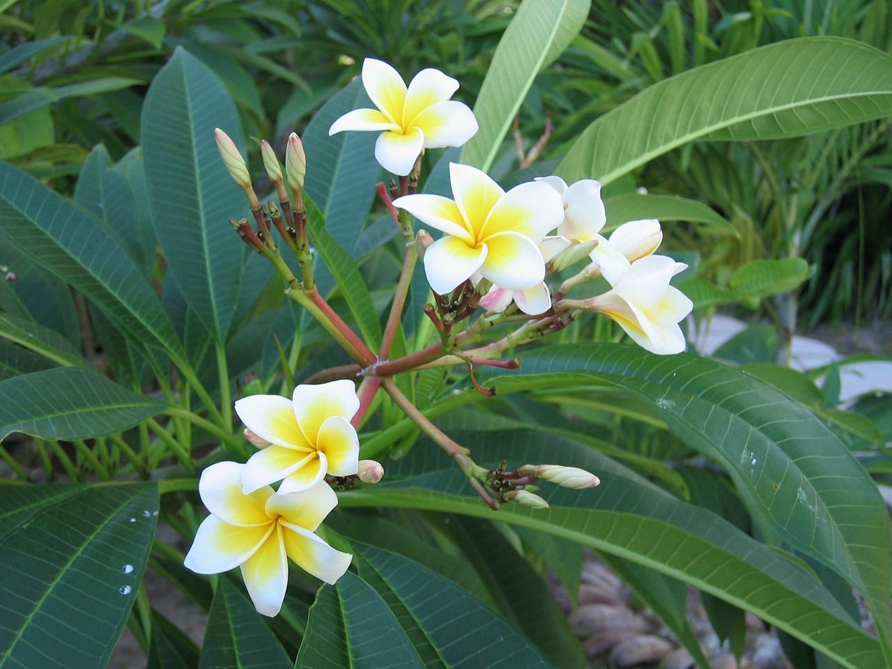 frangipani plant blossom free photo