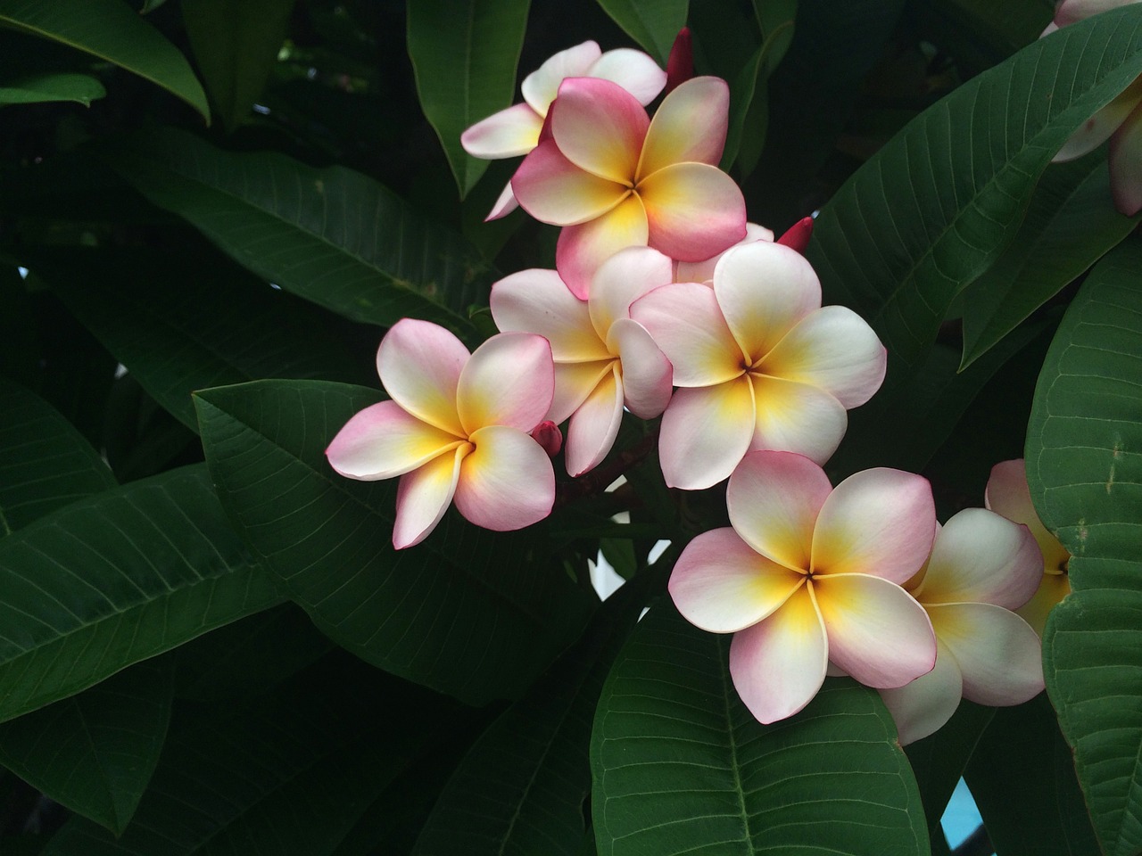 frangipani holiday hawaii free photo