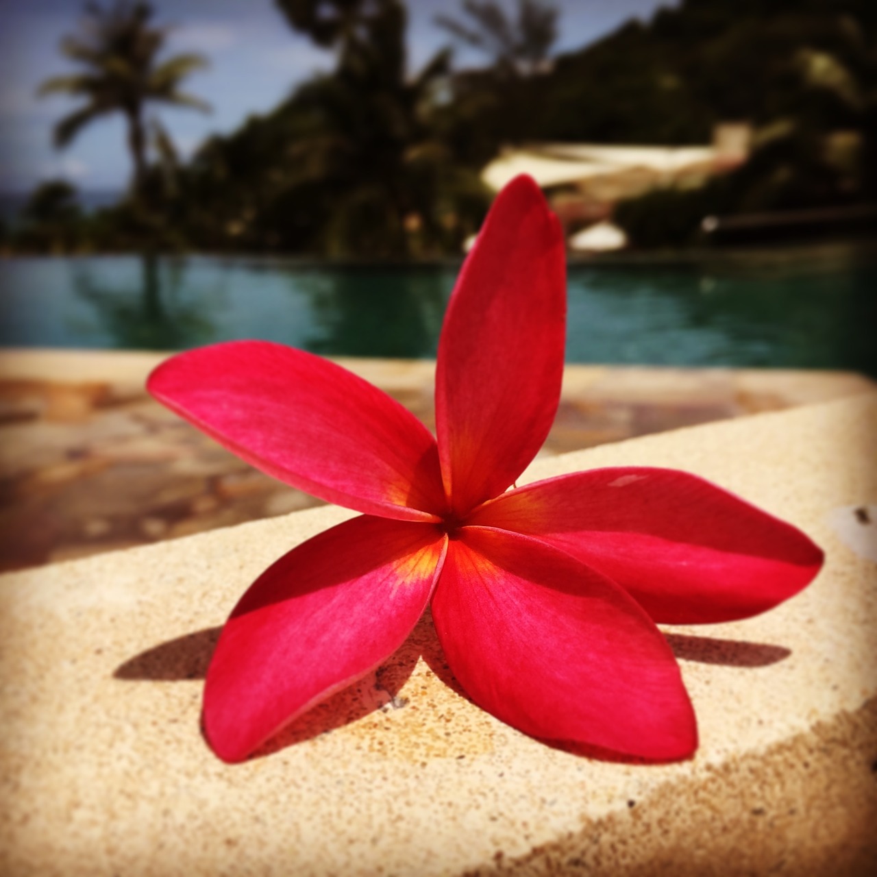 frangipani beach resort free photo