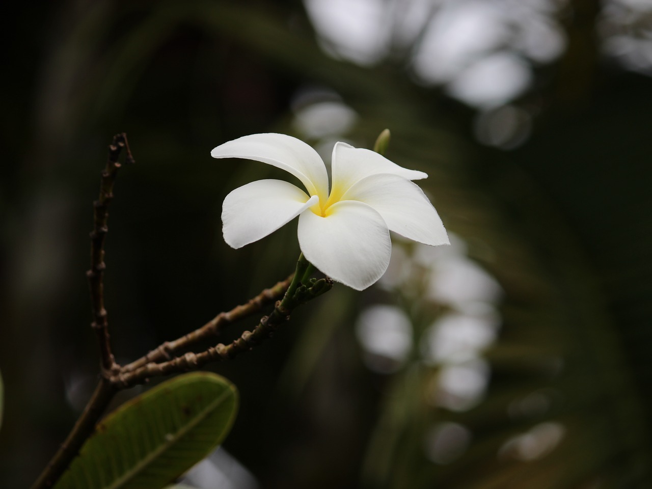 frangipani white flower free photo