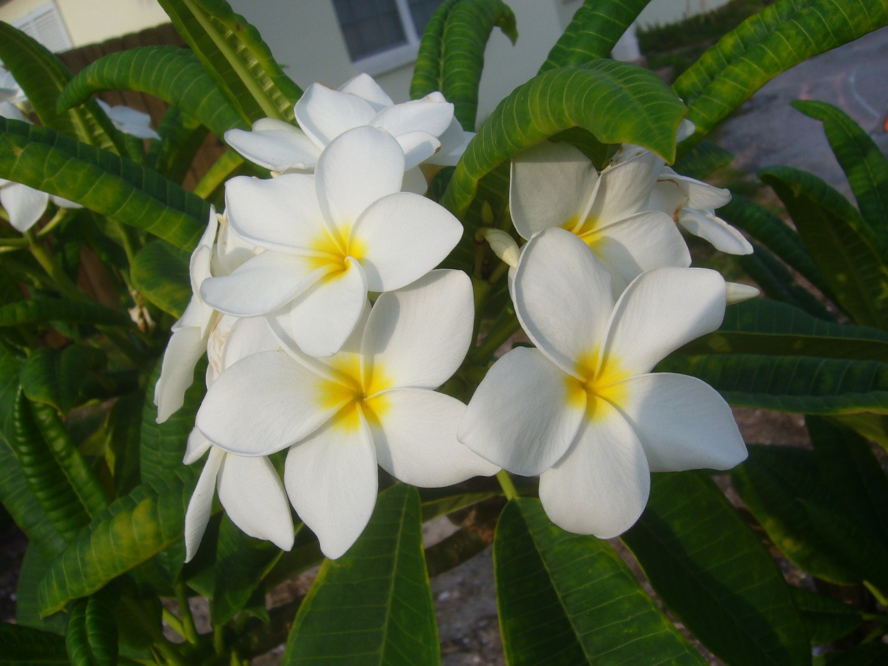 frangipani flower plumeria free photo