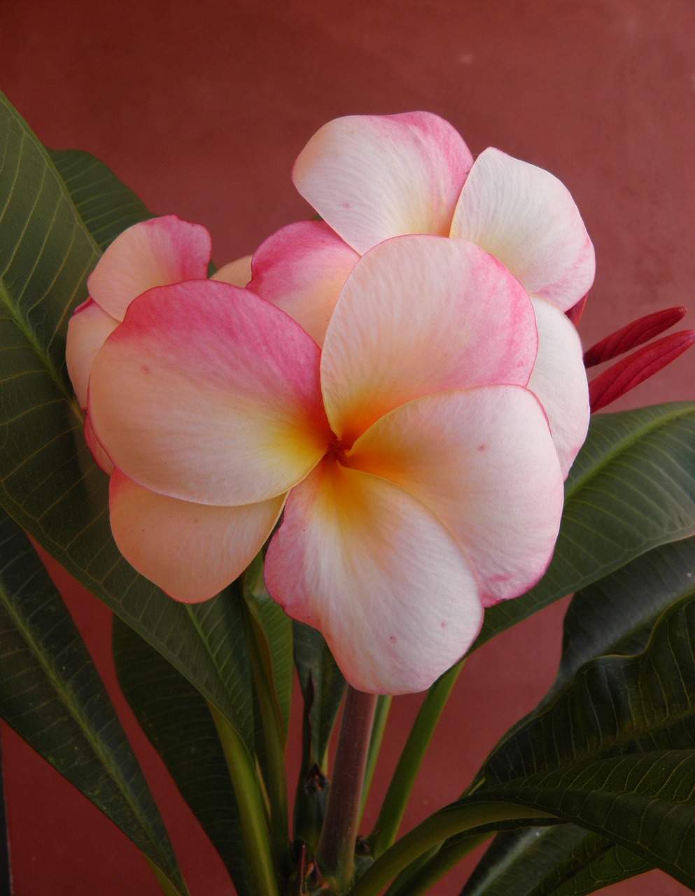 frangipani flower scent free photo