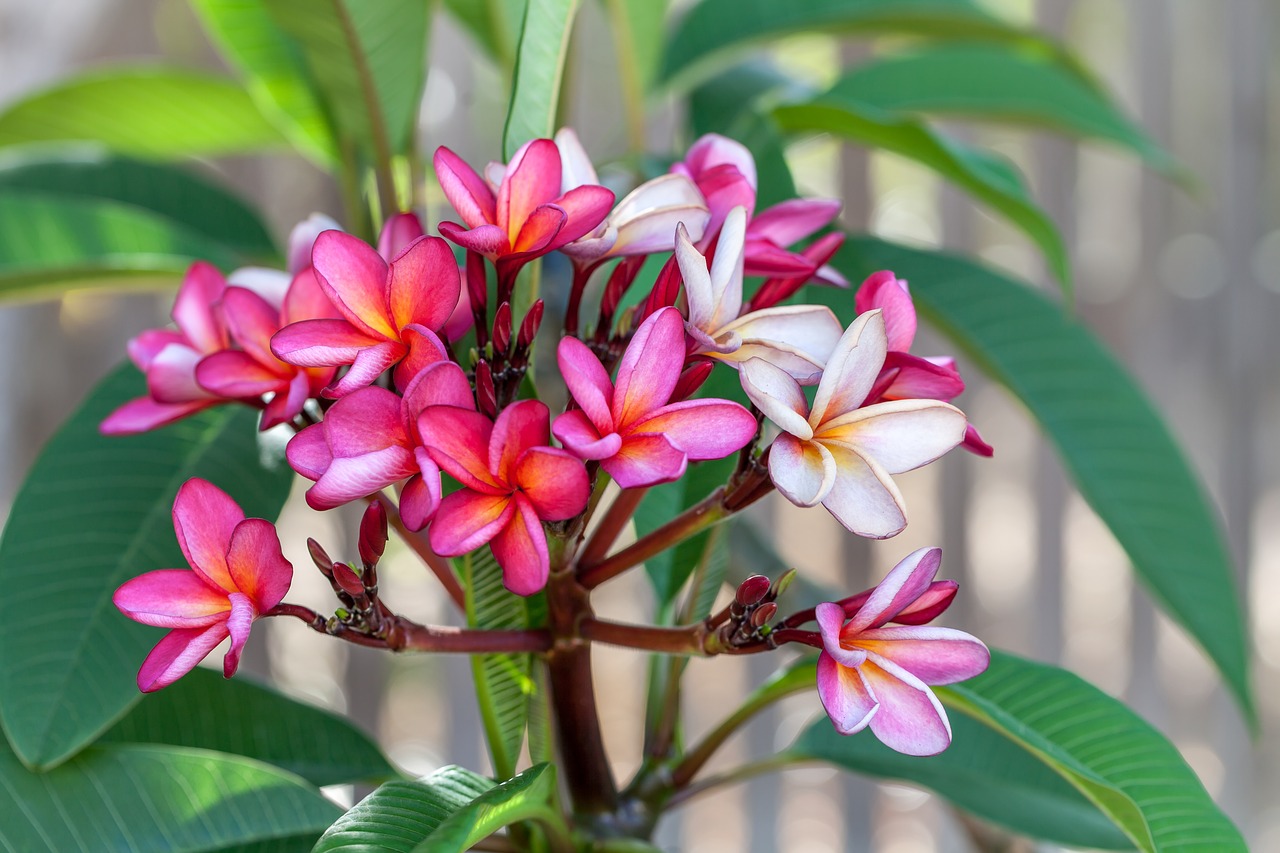 Frangipani flower,queensland garden,spring flowers,free pictures, free ...